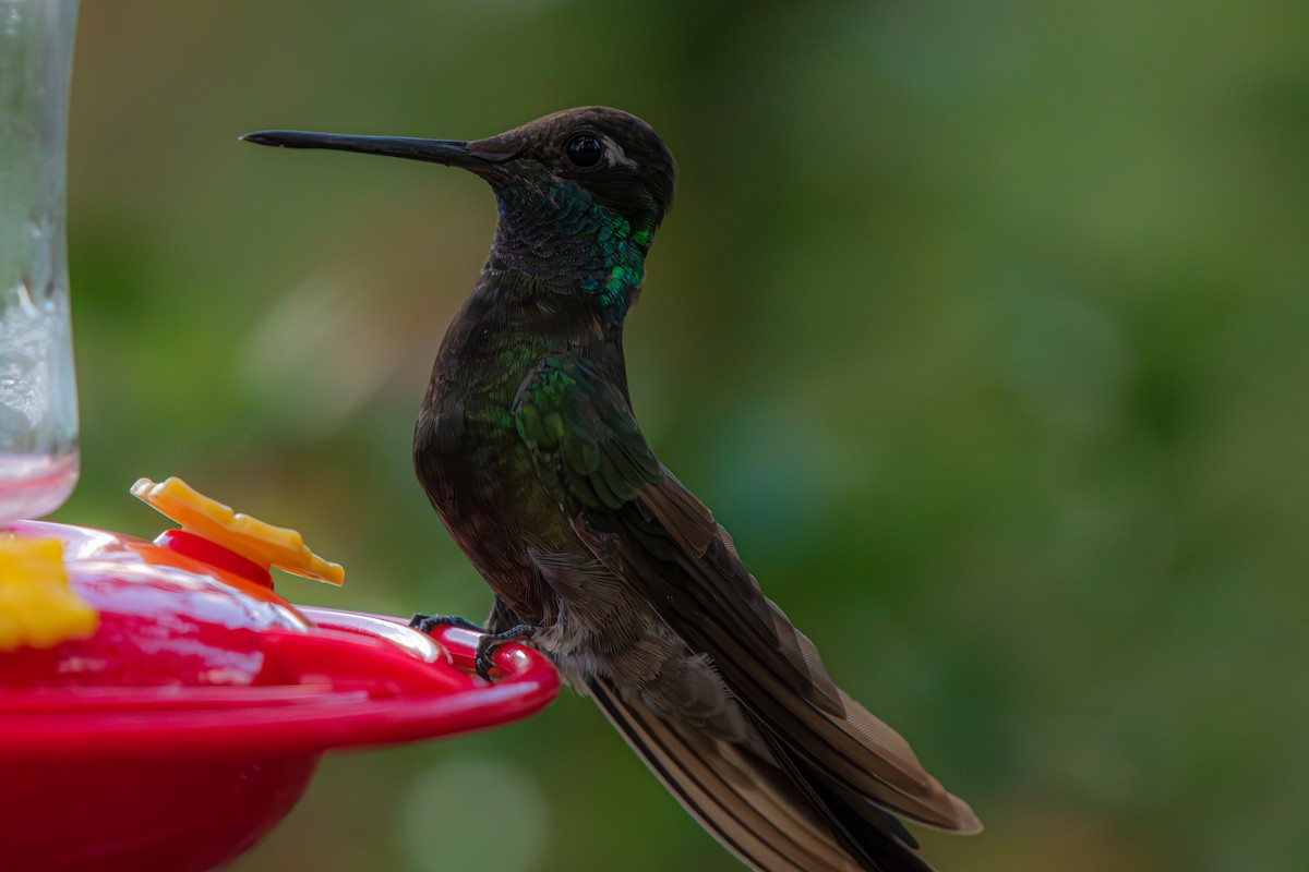 purpurissekolibri - ML644336148