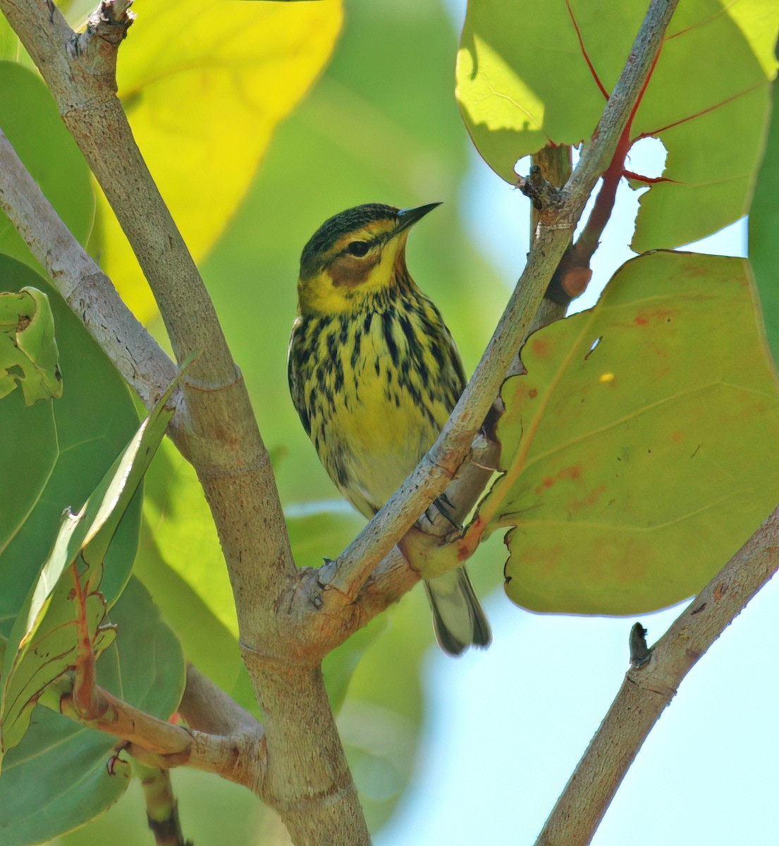 Cape May Warbler - ML644336149