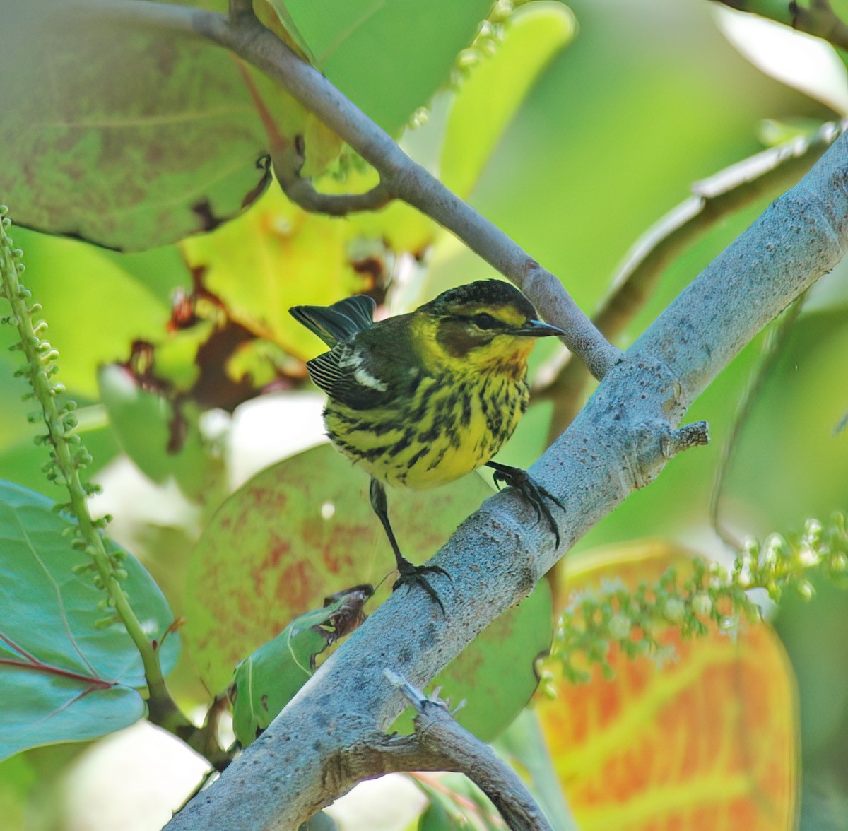 Cape May Warbler - ML644336150