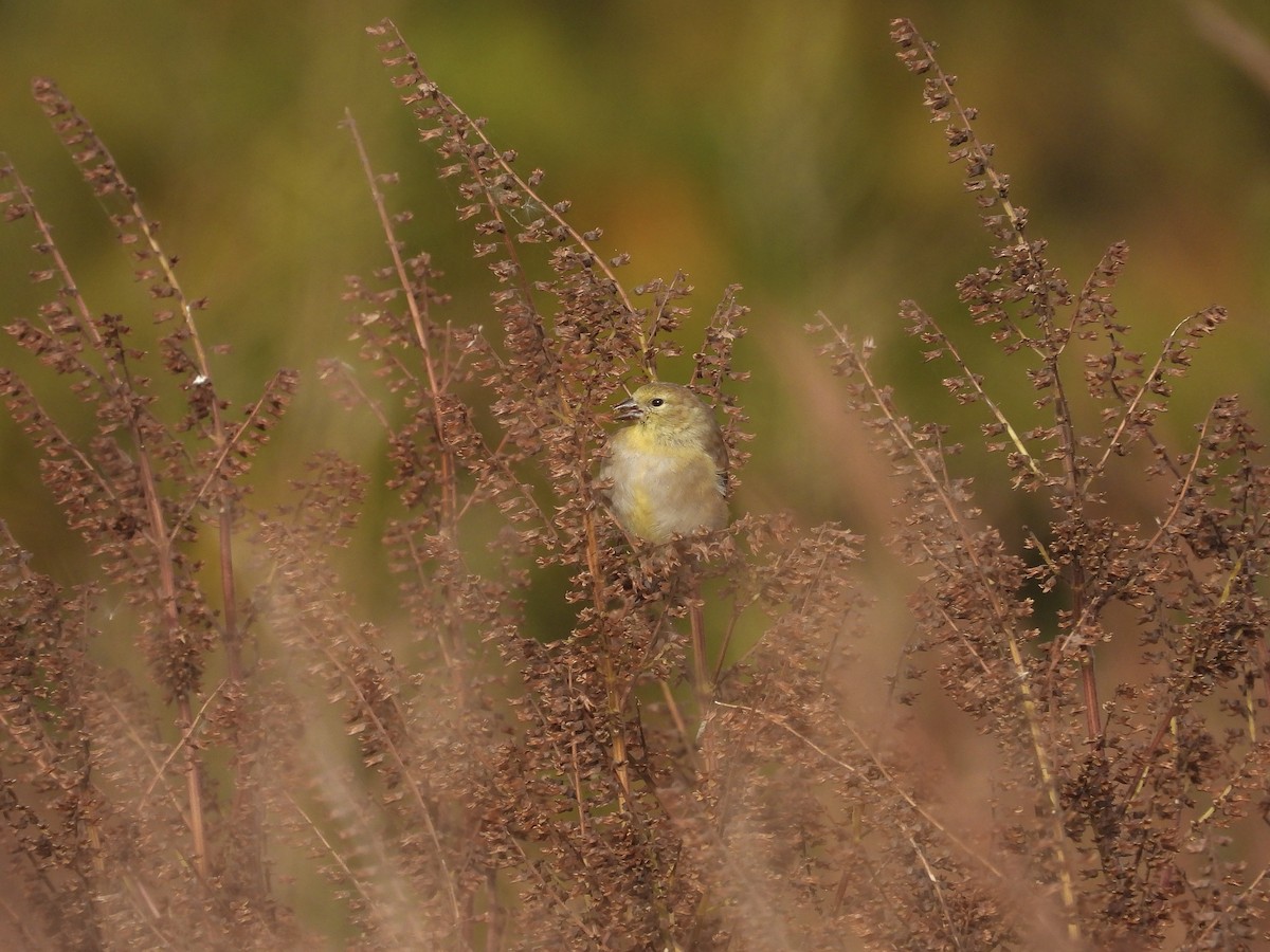 gulstillits - ML644336160