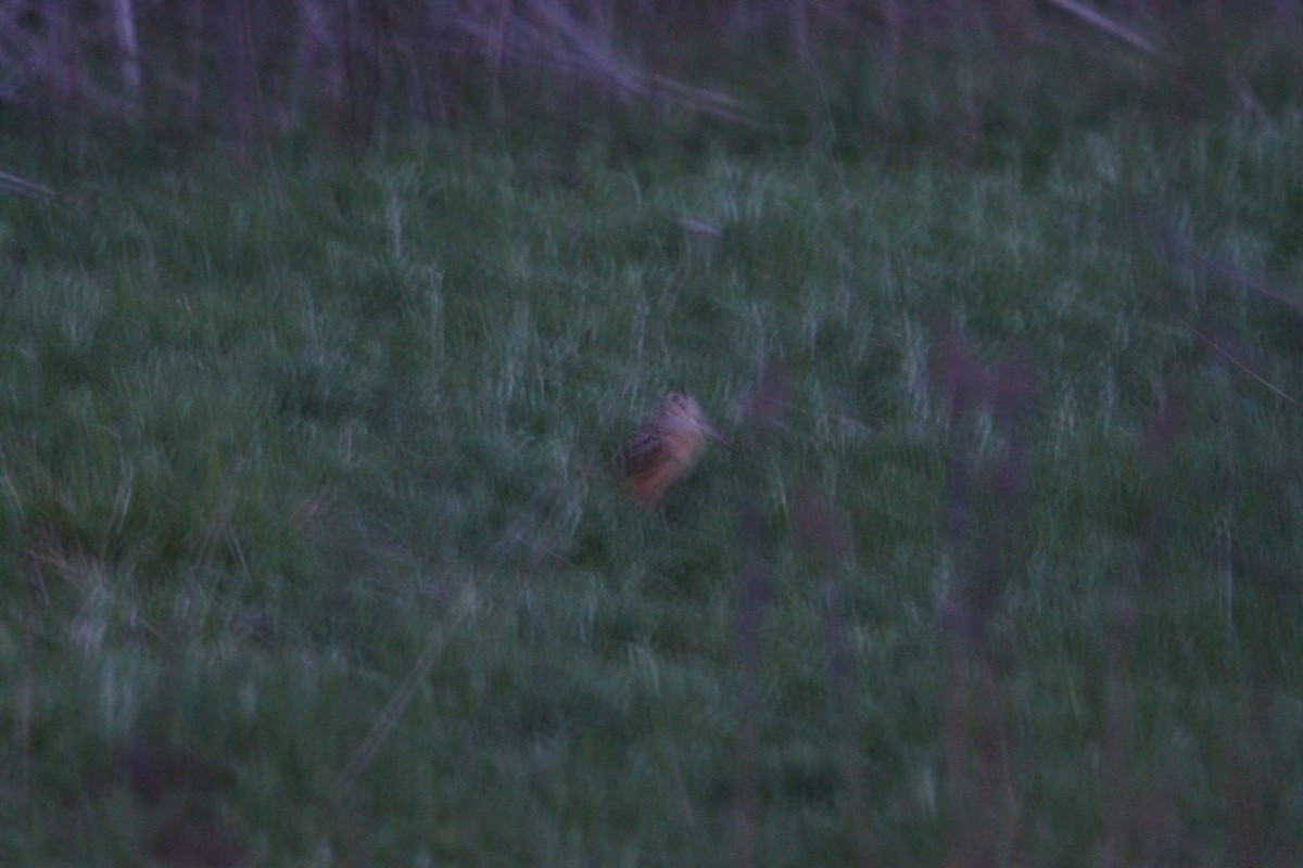 American Woodcock - ML644336162