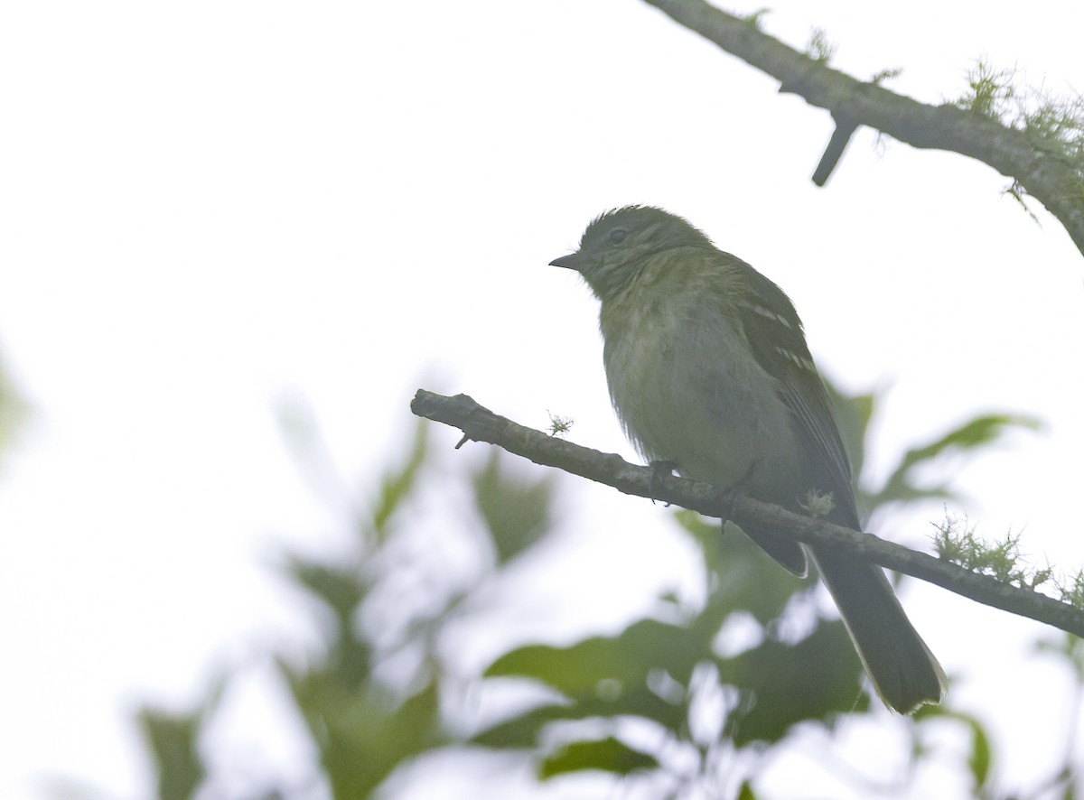 Small-headed Elaenia - ML644336165