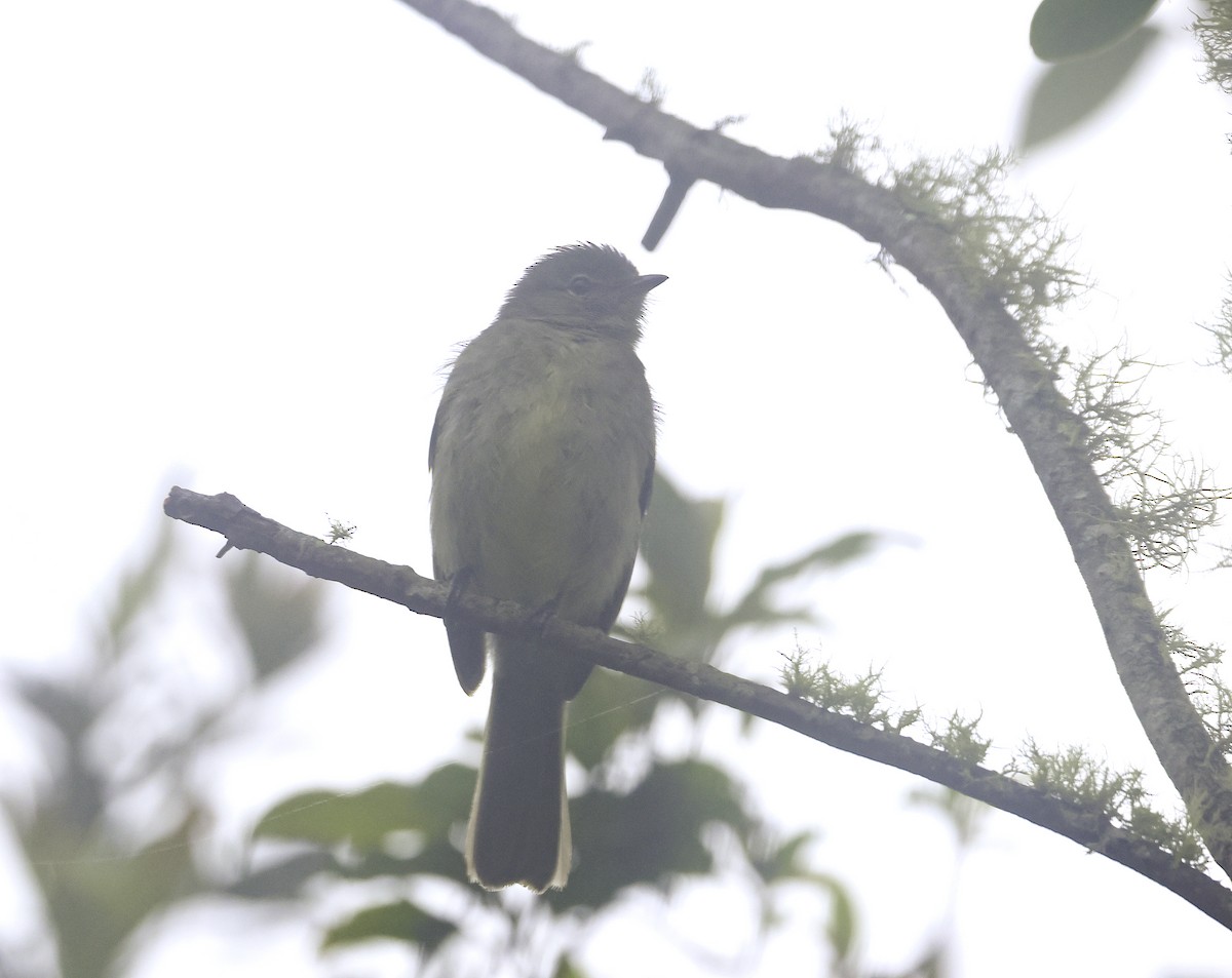 Small-headed Elaenia - ML644336171