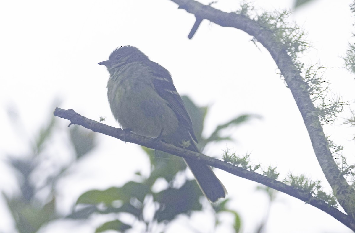 Small-headed Elaenia - ML644336175