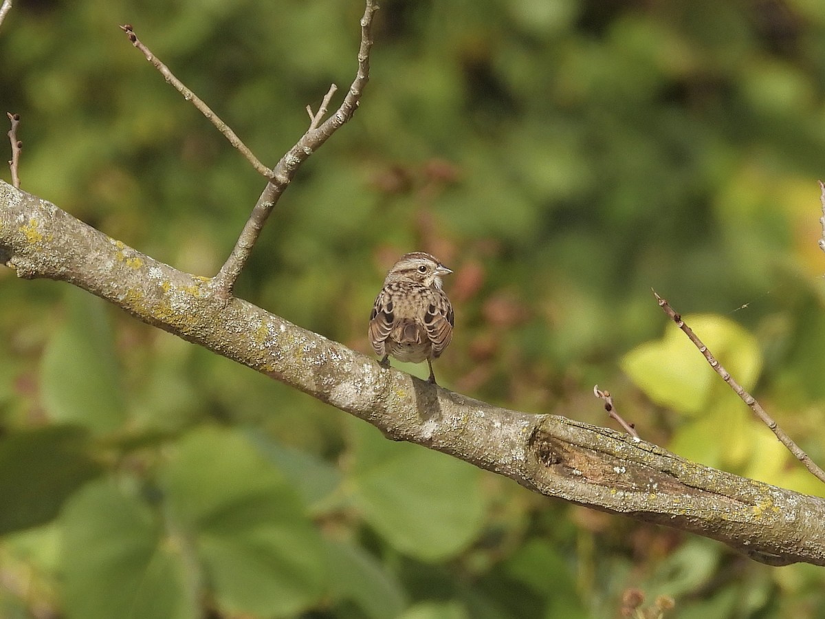 Пасовка співоча (підвид melodia/atlantica) - ML644336179