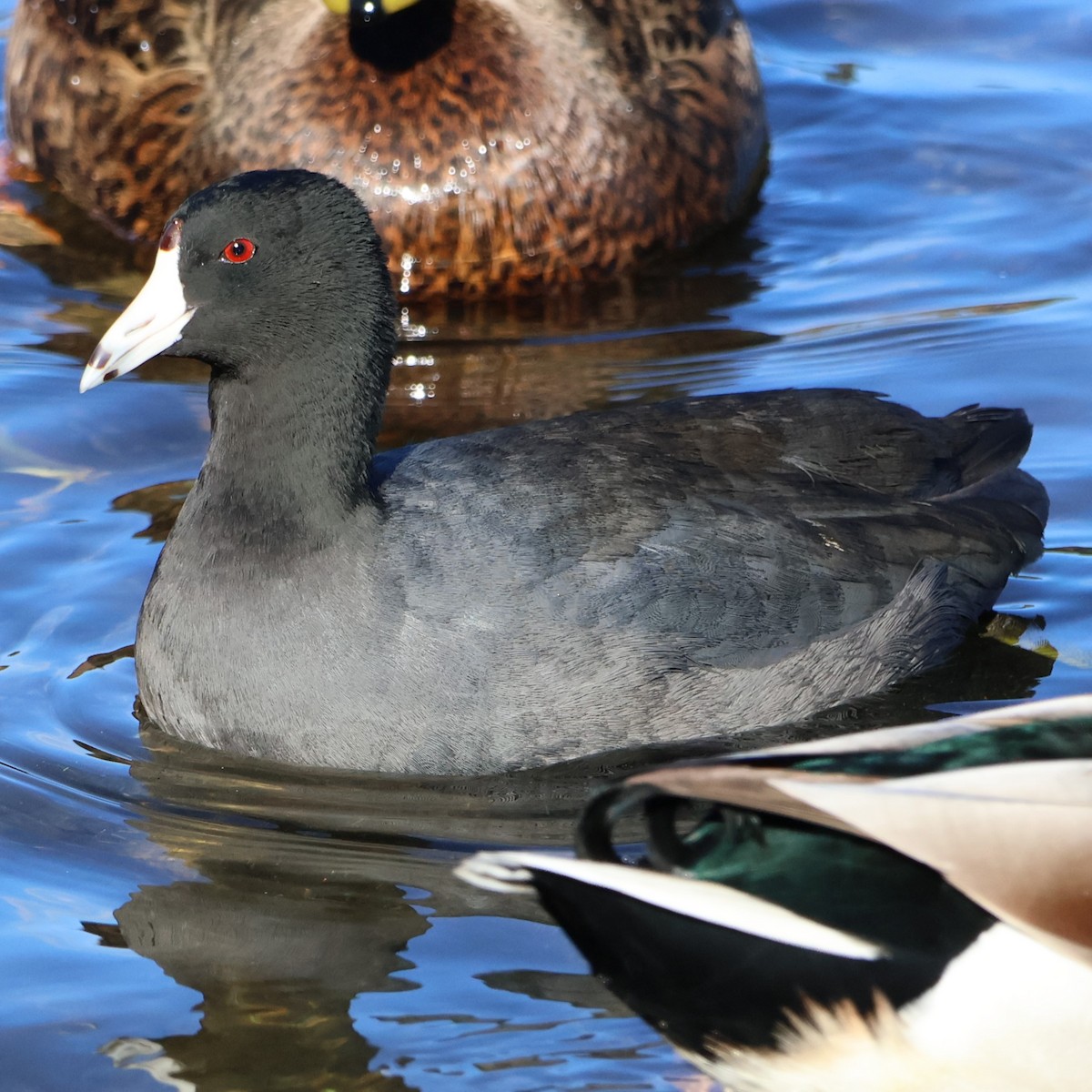 American Coot - ML644336185