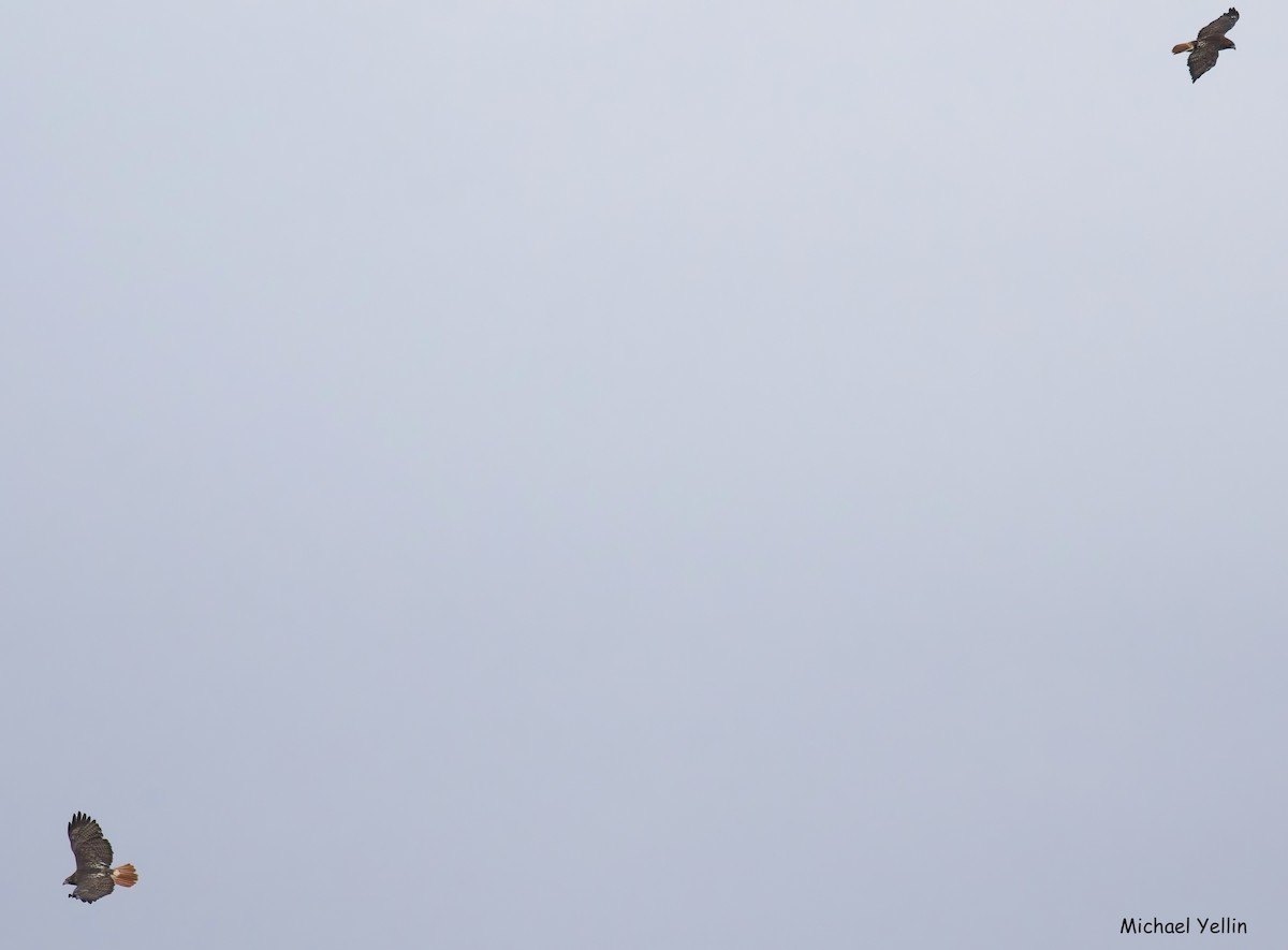 káně rudochvostá - ML644336206