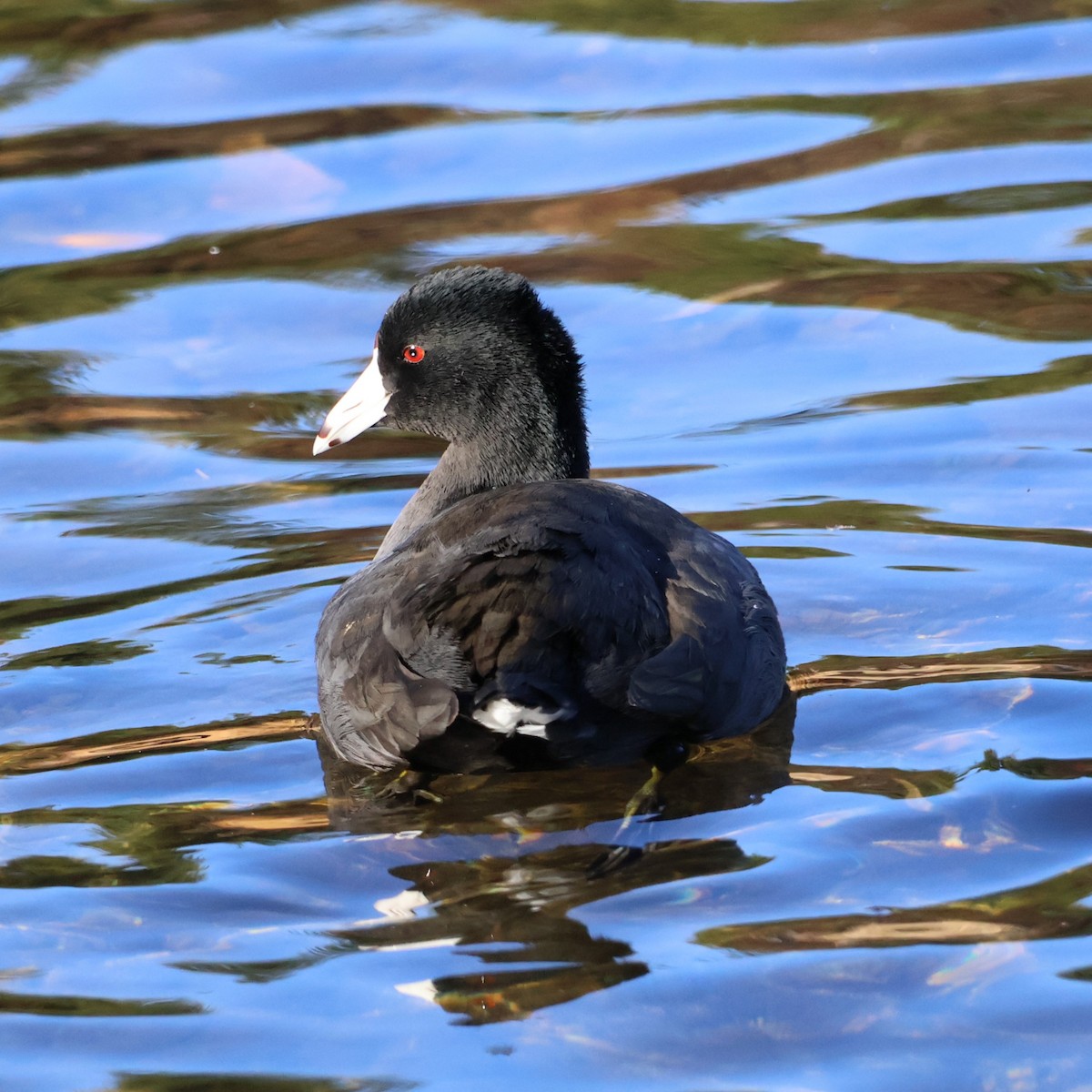 American Coot - ML644336207