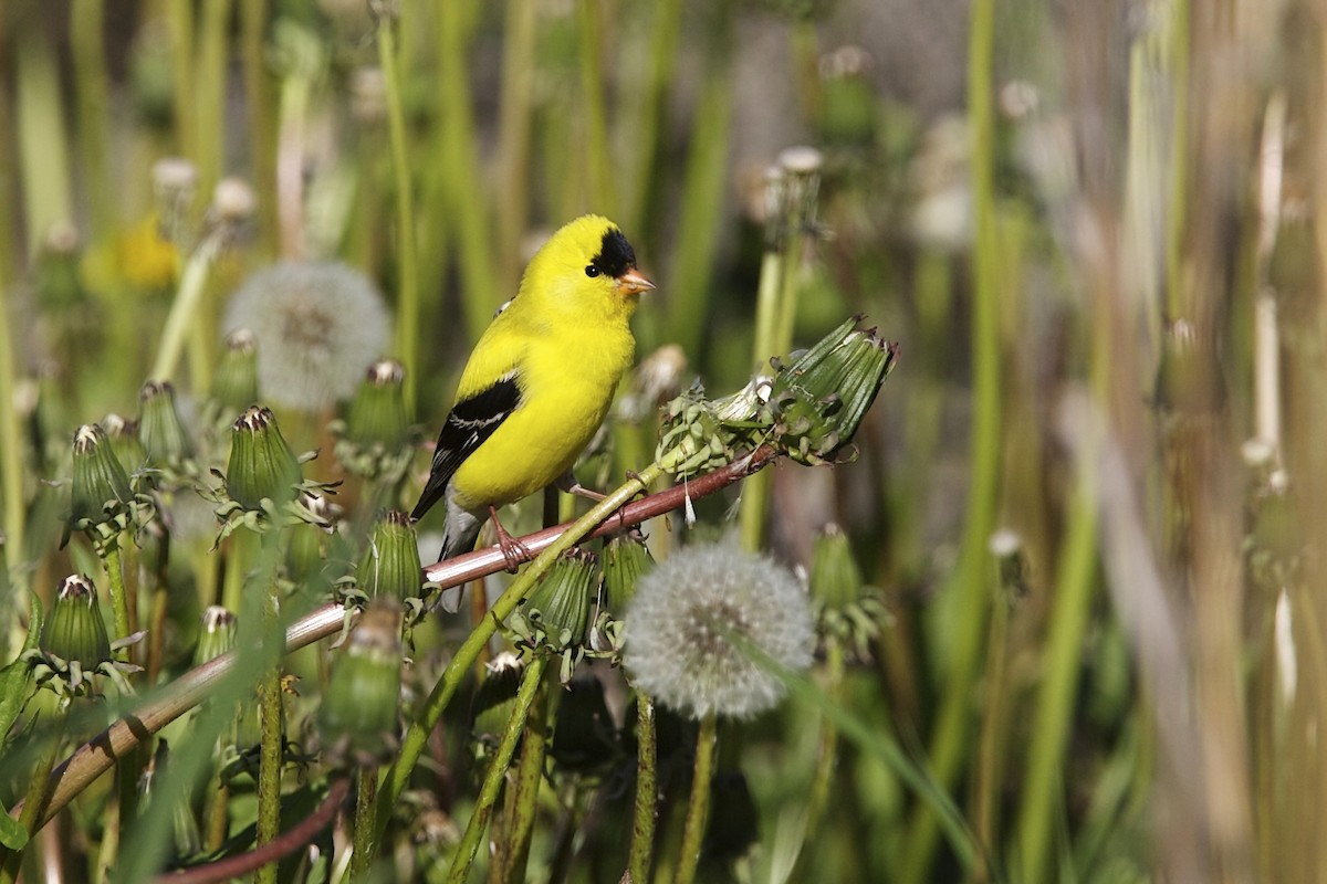 gulstillits - ML644336211