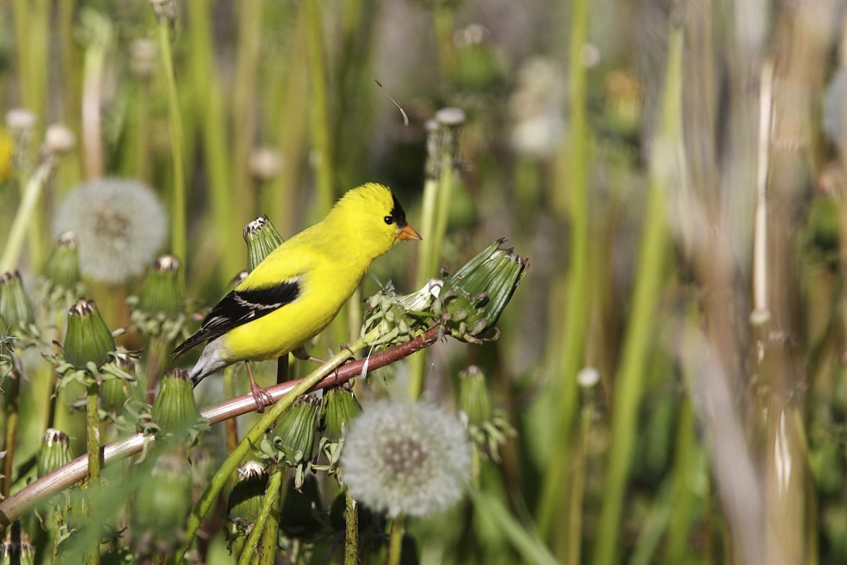 gulstillits - ML644336212