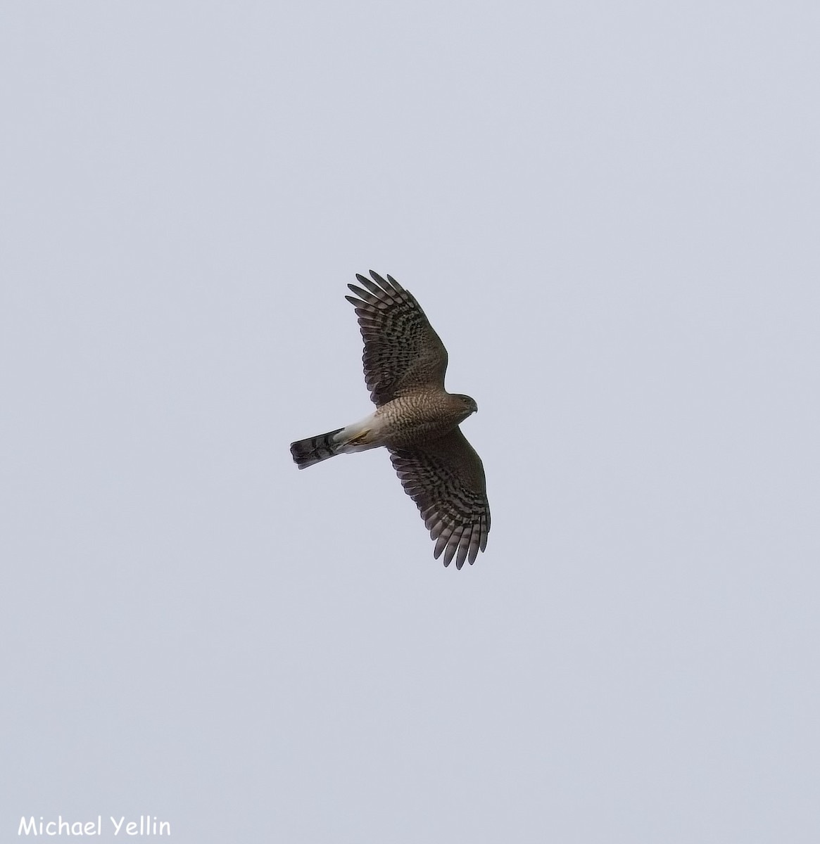 krahujec americký - ML644336214