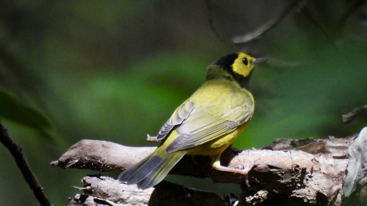 Болотянка чорногорла - ML644336217