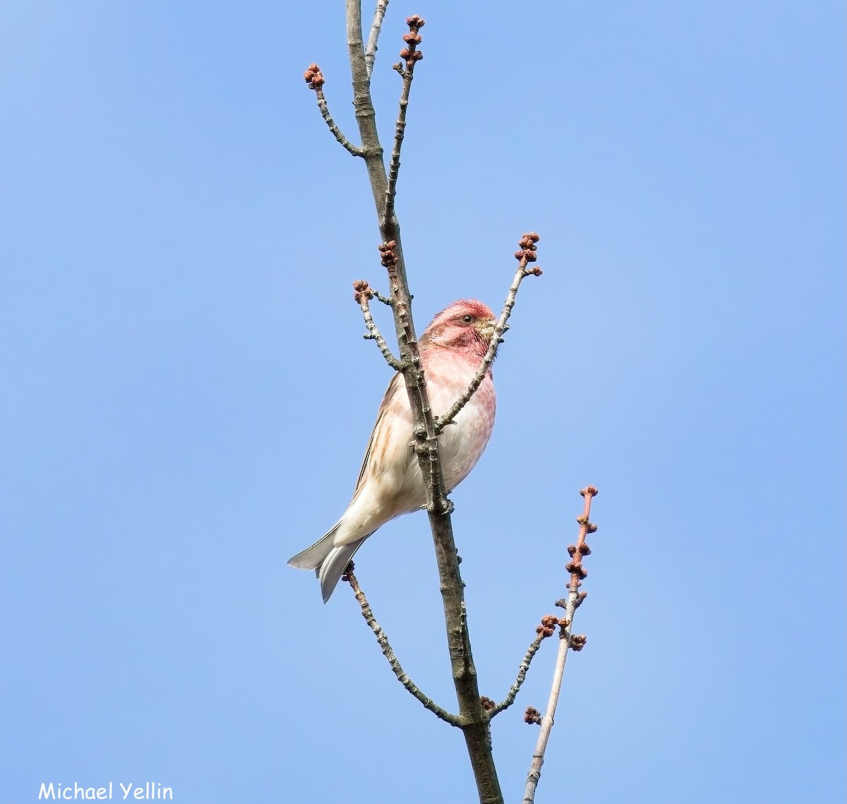 hýl nachový - ML644336220