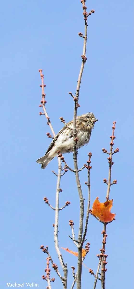 hýl nachový - ML644336225