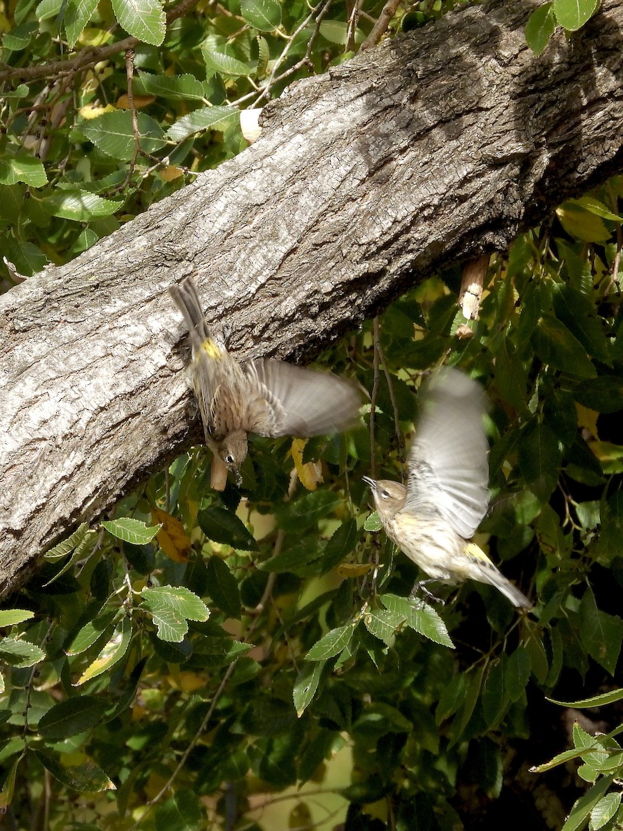 Пісняр-лісовик жовтогузий (підвид coronata) - ML644336226