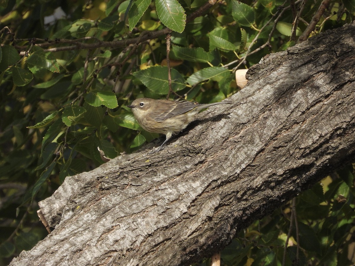 Пісняр-лісовик жовтогузий (підвид coronata) - ML644336227