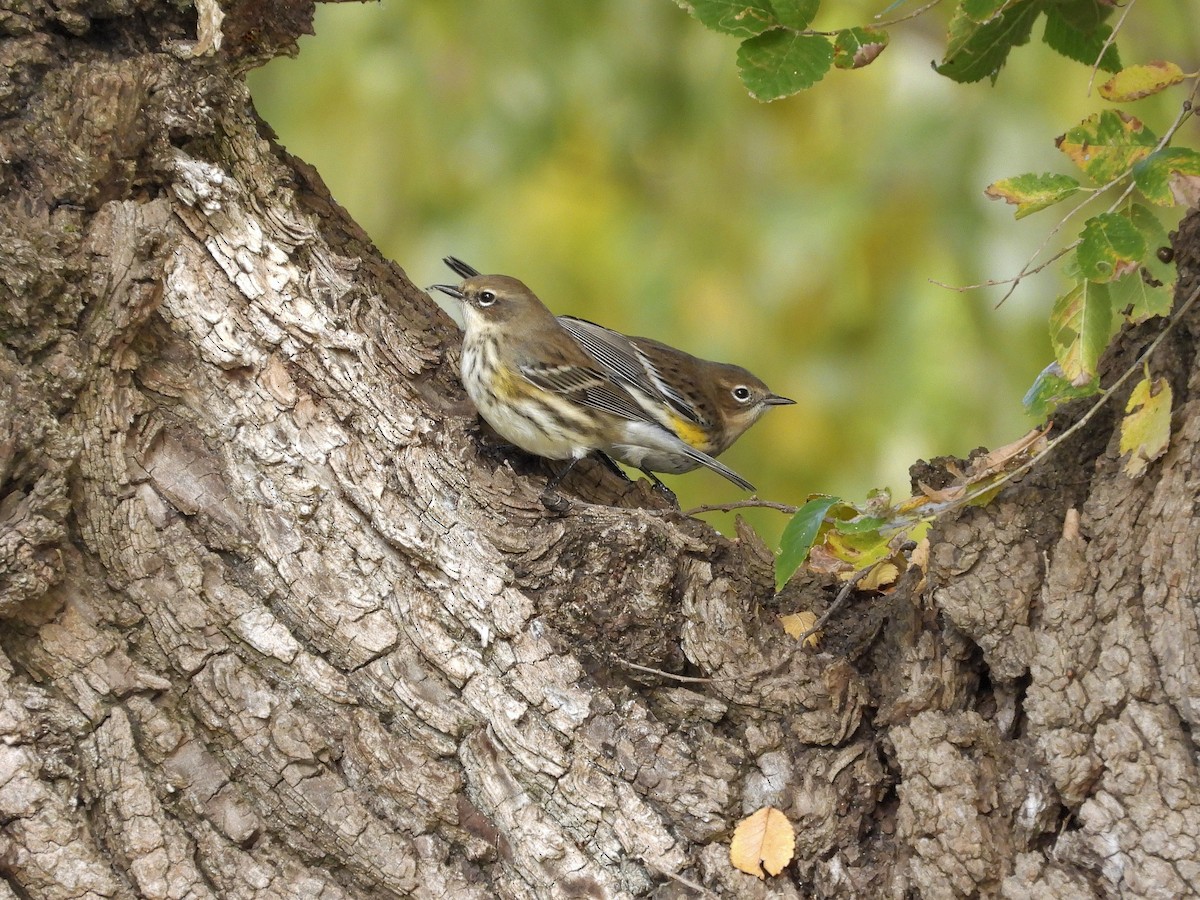 Пісняр-лісовик жовтогузий (підвид coronata) - ML644336228