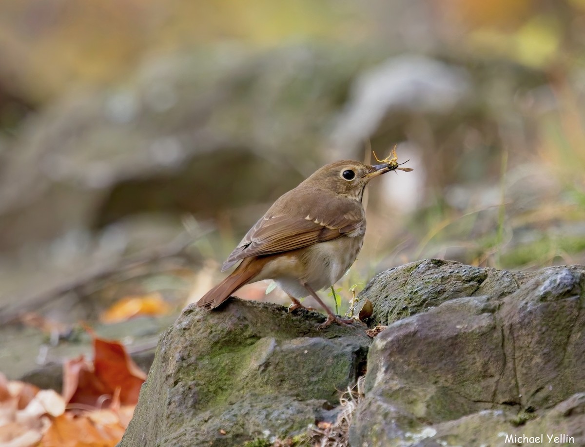 drozd rezavoocasý - ML644336238