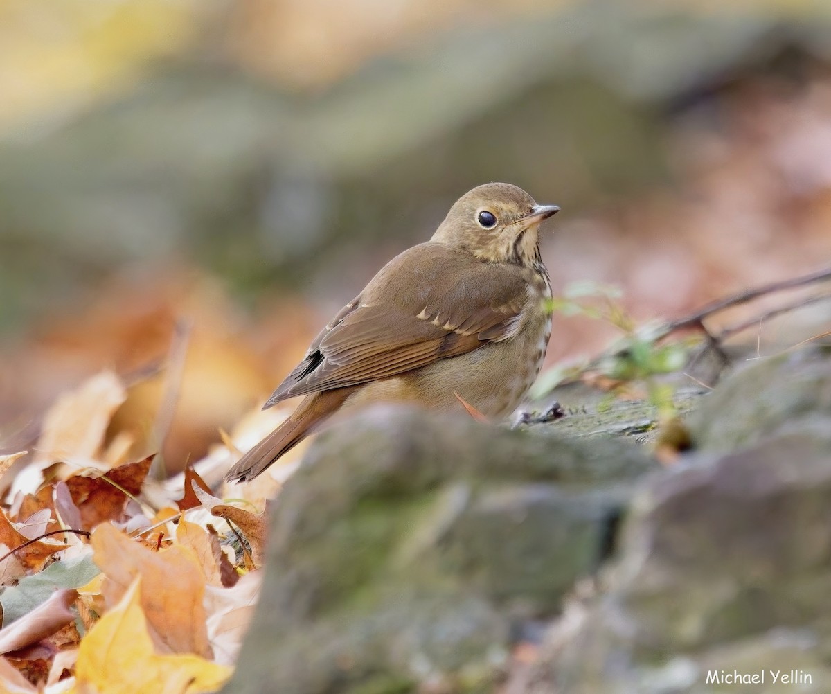 drozd rezavoocasý - ML644336240