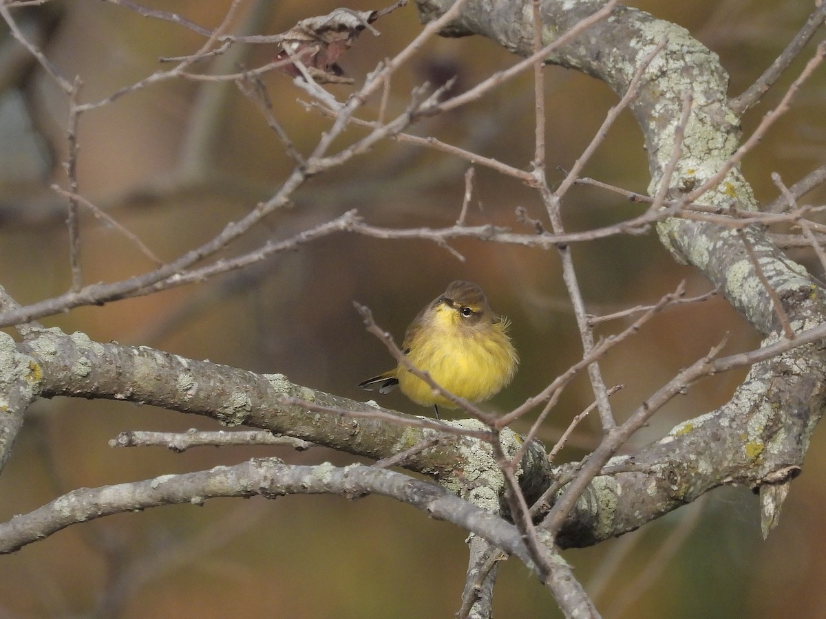 Пісняр-лісовик рудоголовий (підвид hypochrysea) - ML644336247