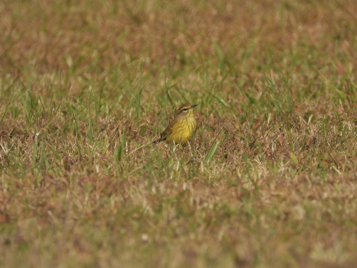 Пісняр-лісовик рудоголовий (підвид hypochrysea) - ML644336248