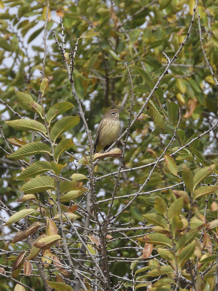 Пісняр-лісовик рудоголовий (підвид hypochrysea) - ML644336249