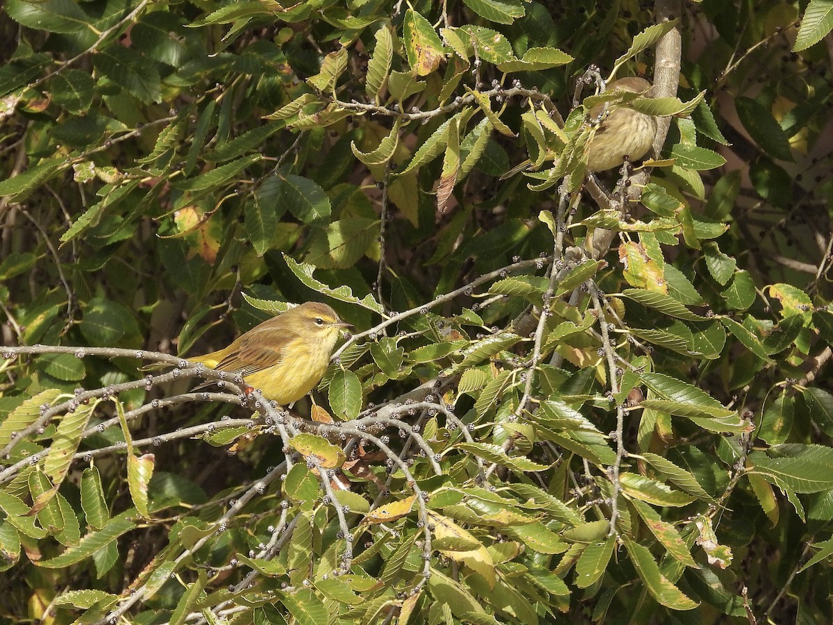 Пісняр-лісовик рудоголовий (підвид hypochrysea) - ML644336250