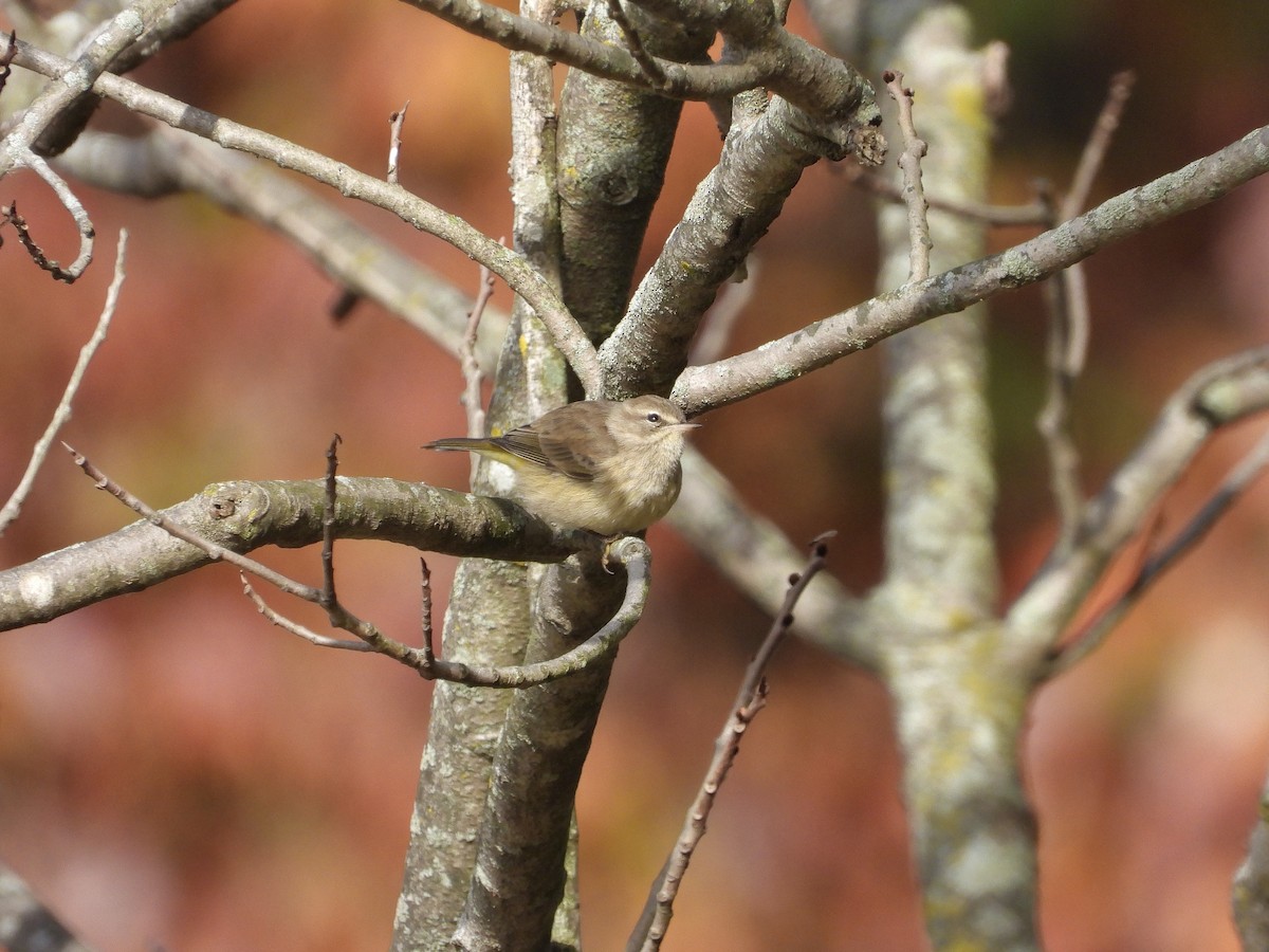 Пісняр-лісовик рудоголовий (підвид hypochrysea) - ML644336251