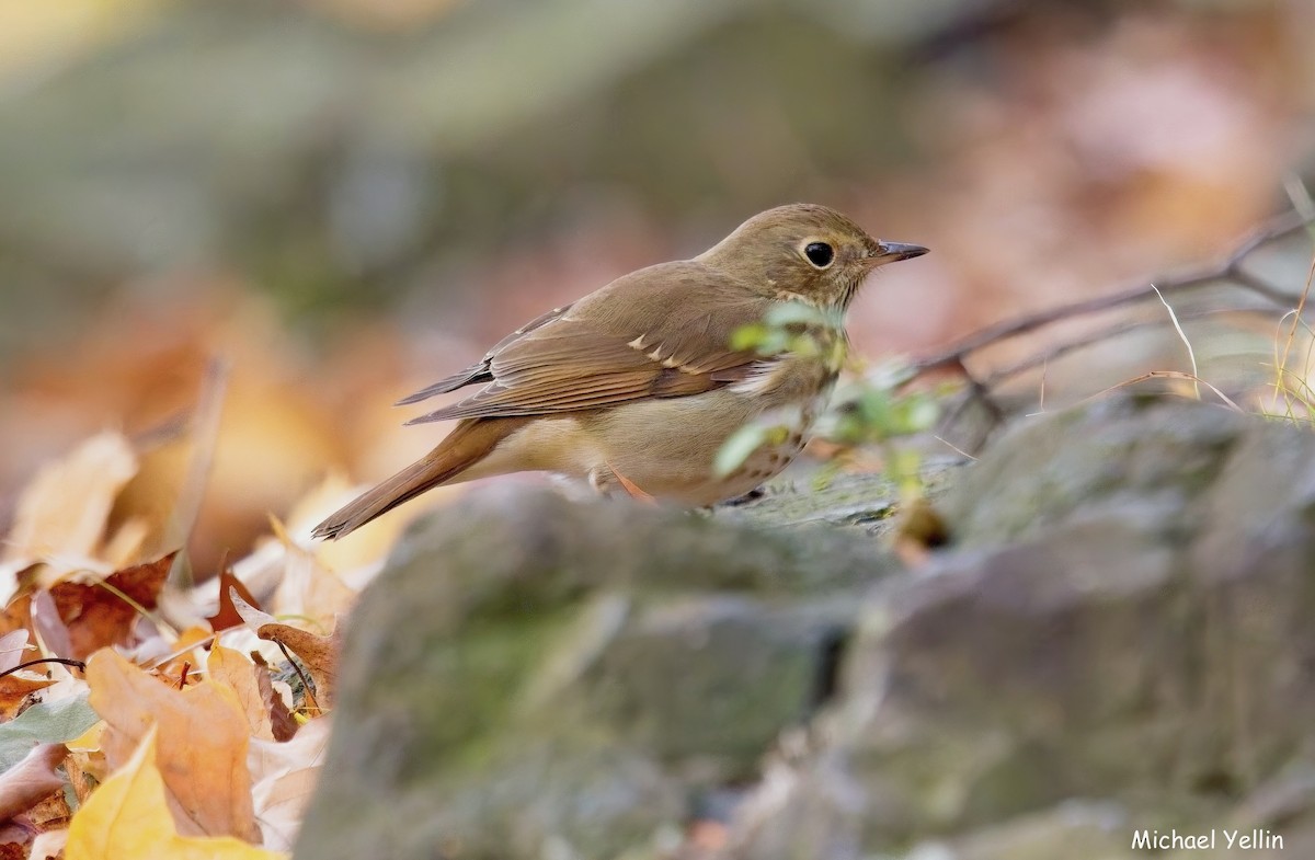 drozd rezavoocasý - ML644336254