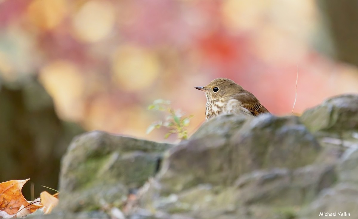 drozd rezavoocasý - ML644336256