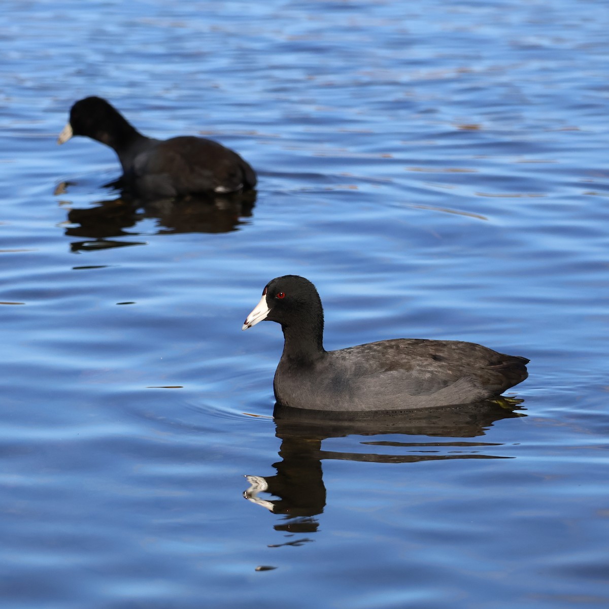 American Coot - ML644336258