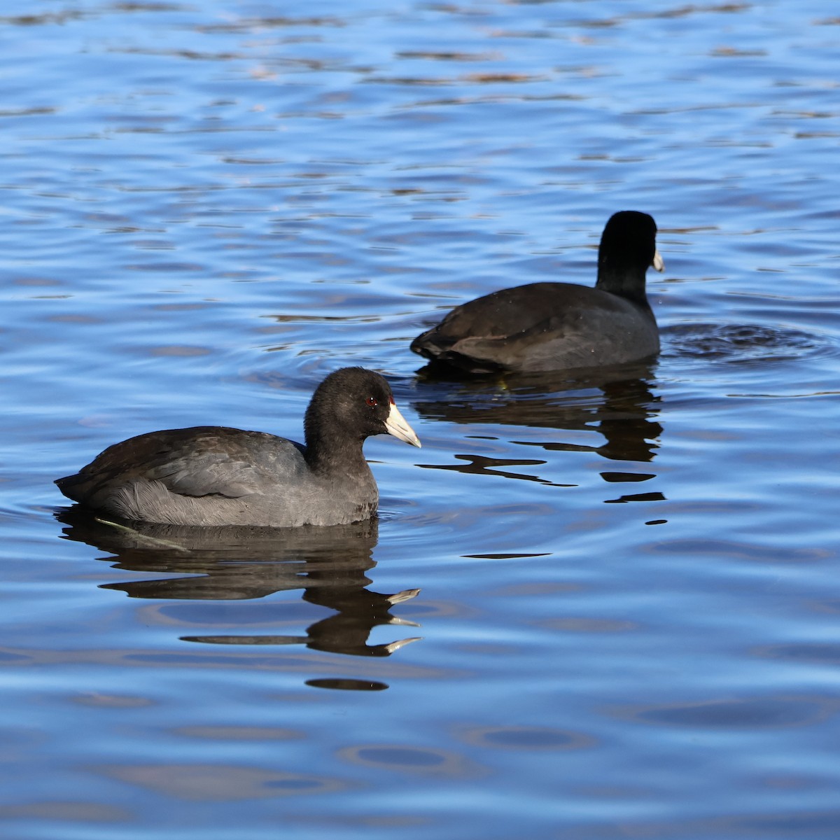 American Coot - ML644336259