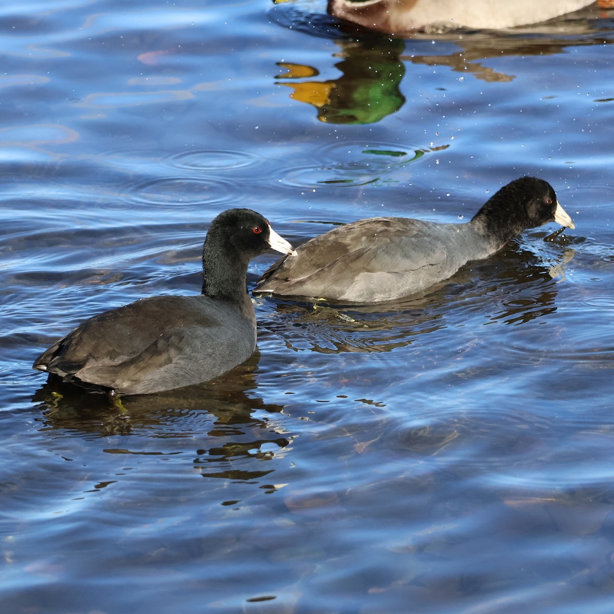 American Coot - ML644336260