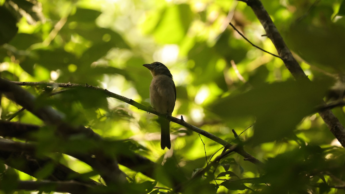 Rose-throated Tanager - ML644336286