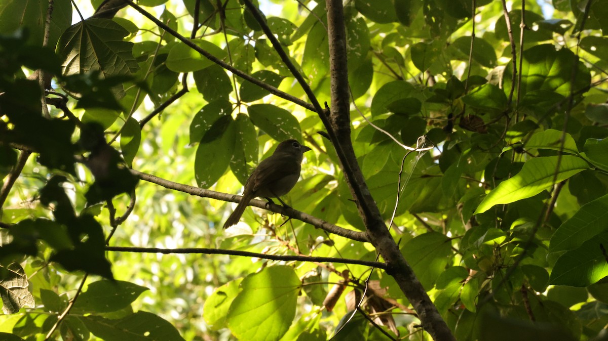 Rose-throated Tanager - ML644336309