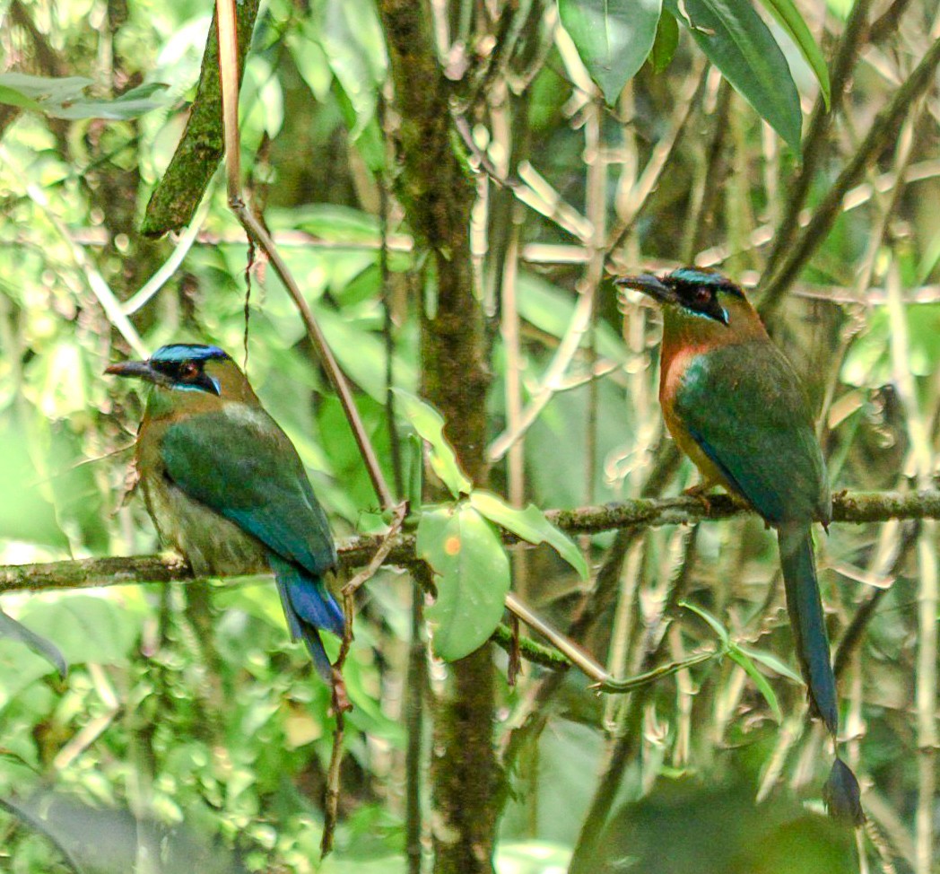 レッソンハチクイモドキ - ML644336328