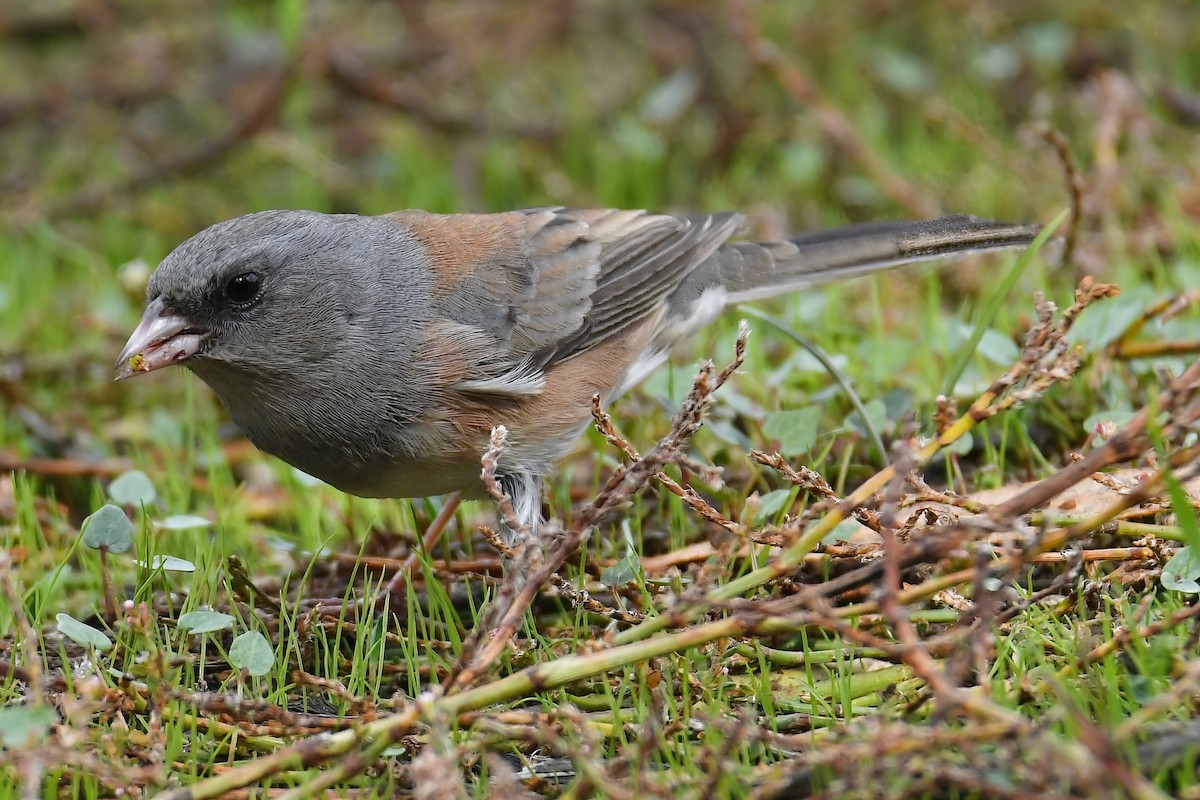 Dark-eyed Junco - ML644336351