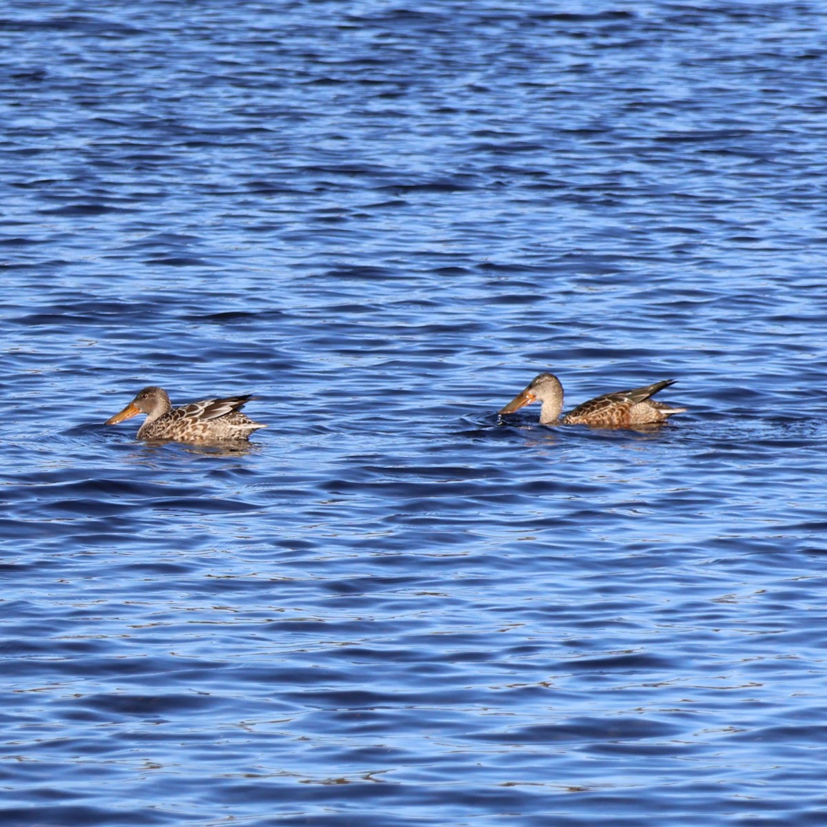 Northern Shoveler - ML644336365