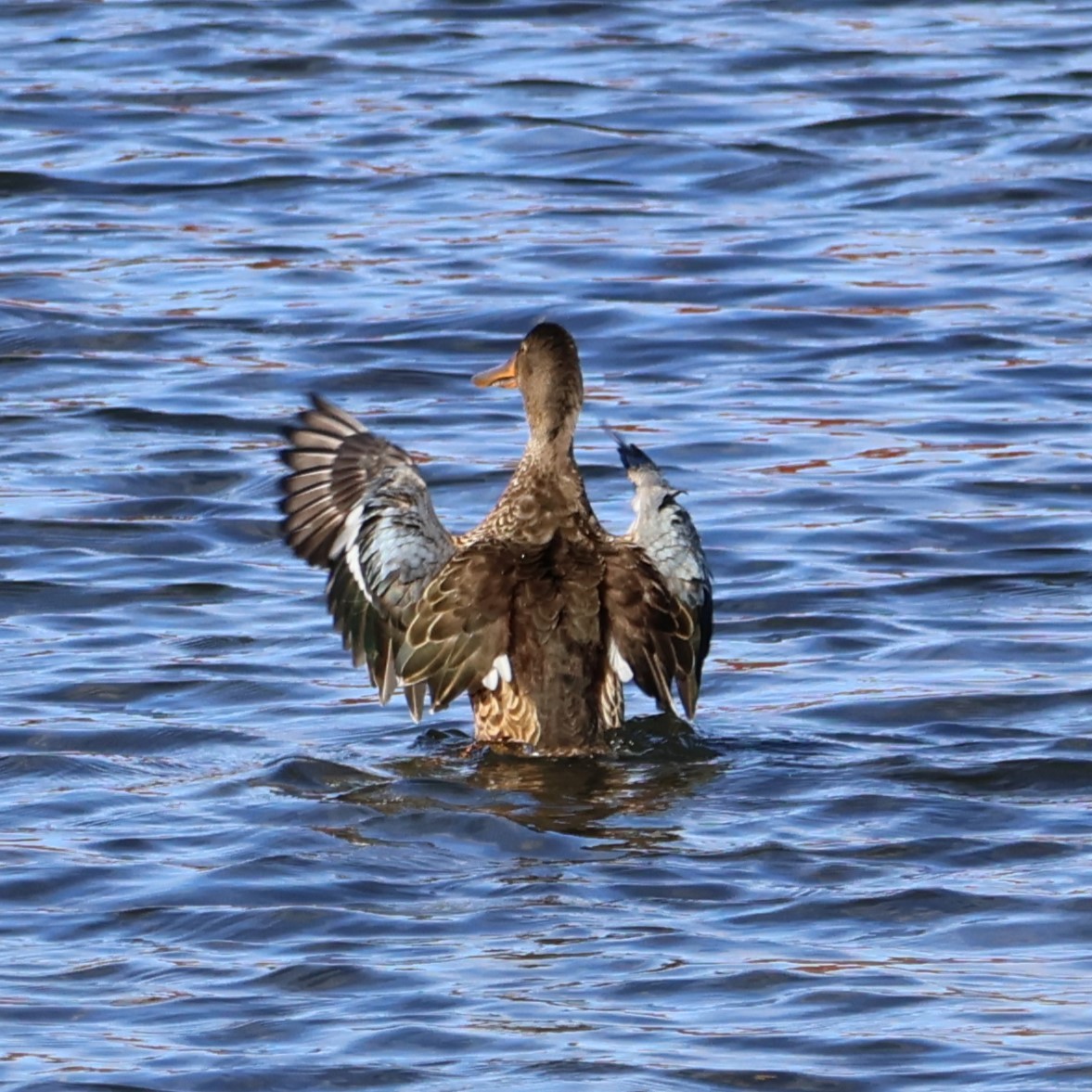 Northern Shoveler - ML644336366