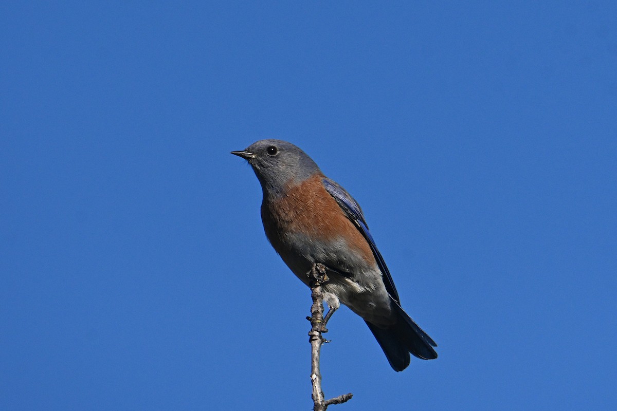 Western Bluebird - ML644336374