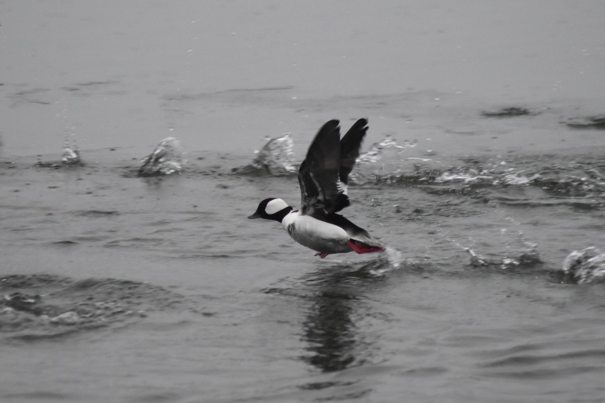 Bufflehead - ML644336392