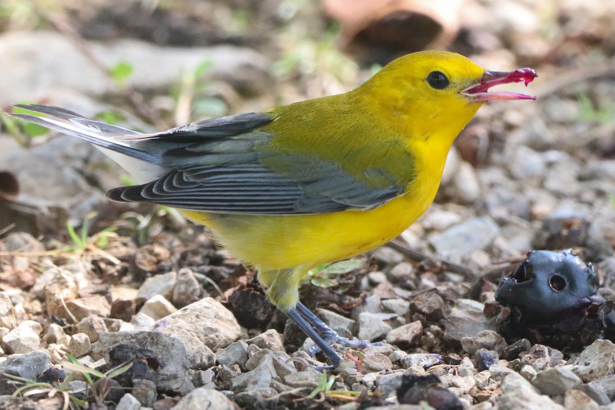 Prothonotary Warbler - ML644336398