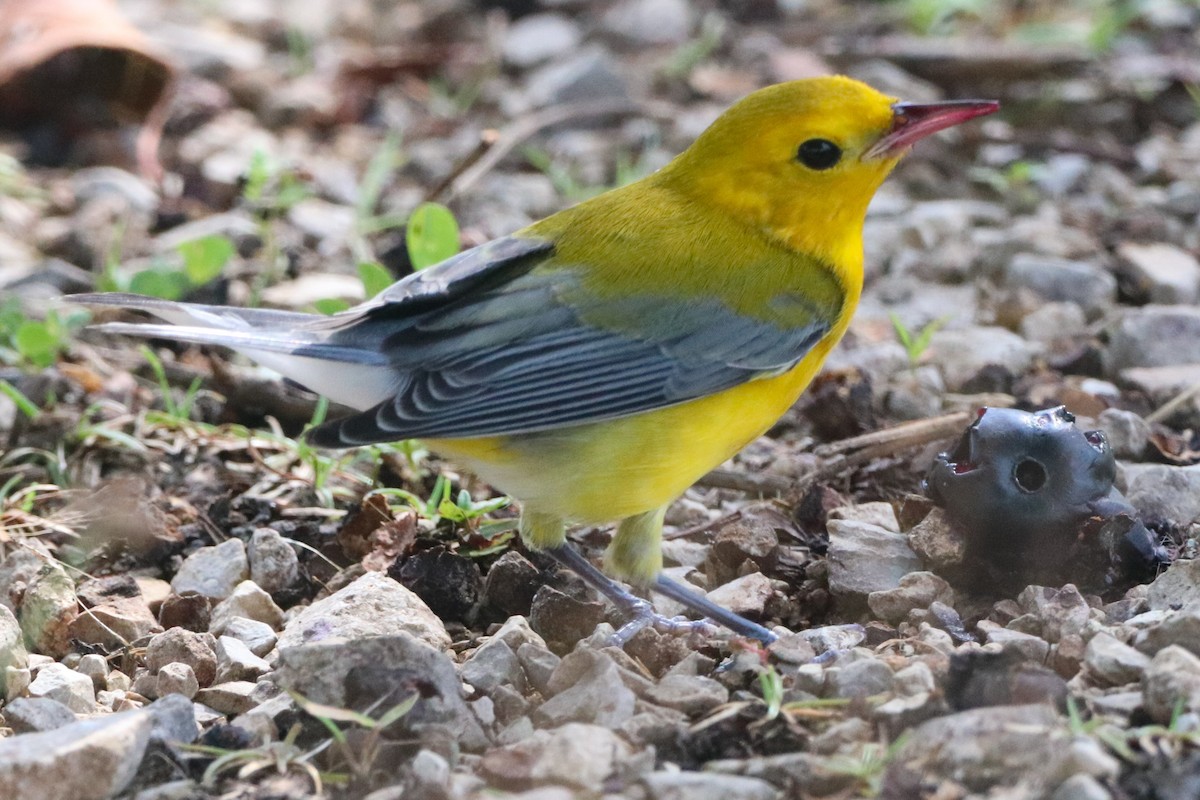 Prothonotary Warbler - ML644336399