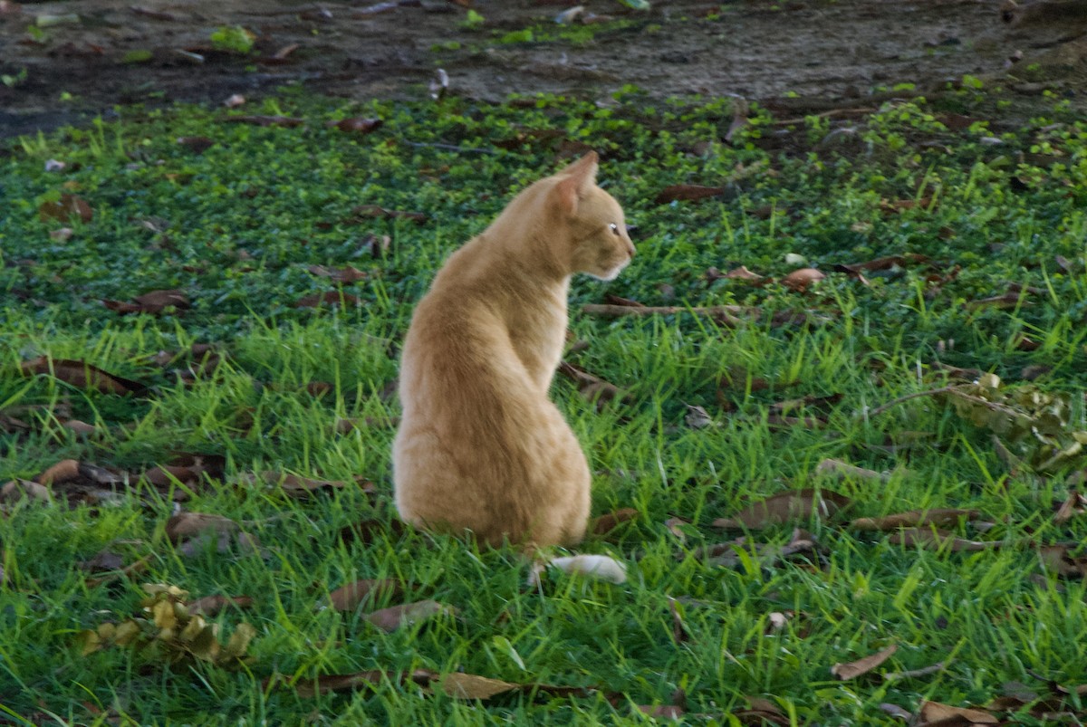 Animals - ML644336409