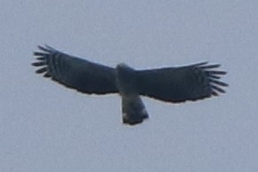 Hook-billed Kite - ML644336411