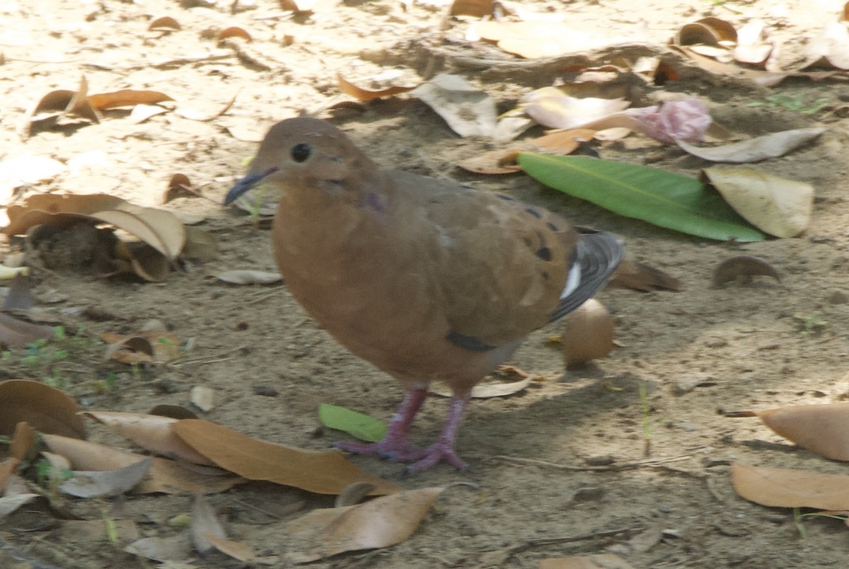 Zenaida Dove - ML644336424