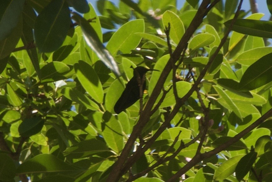 Green-throated Carib - ML644336439