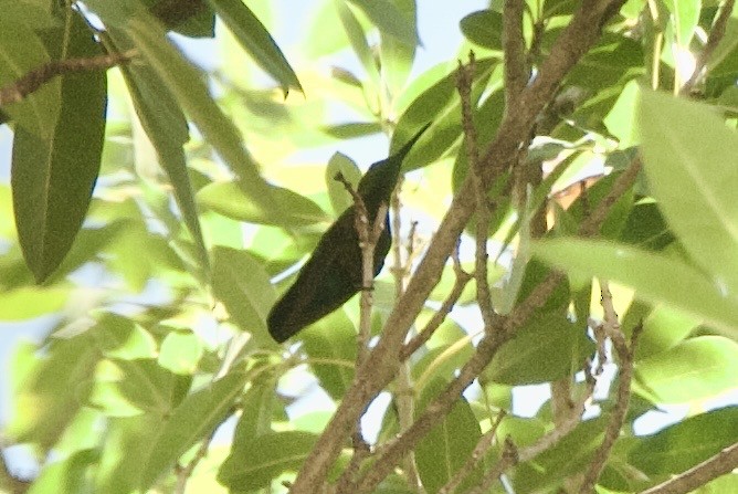 Green-throated Carib - ML644336440