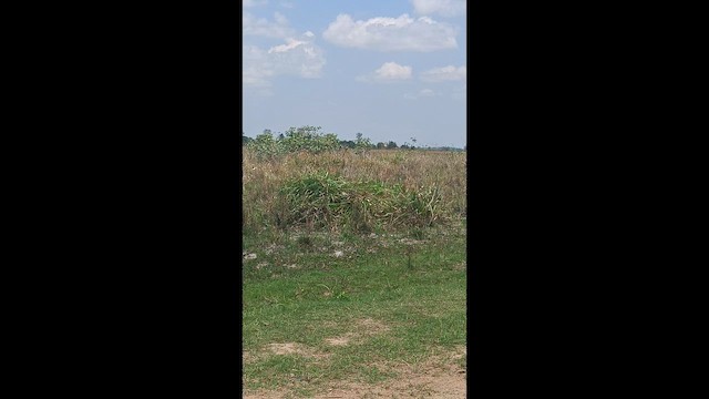 Streamer-tailed Tyrant - ML644336443