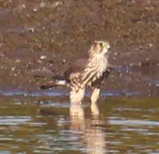 Merlin (Taiga) - ML644336444